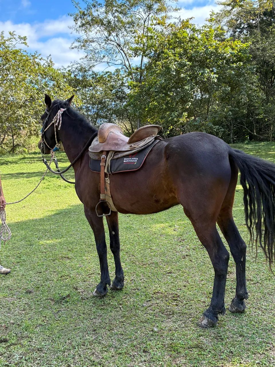 Vendo cavalo  - Foto 4