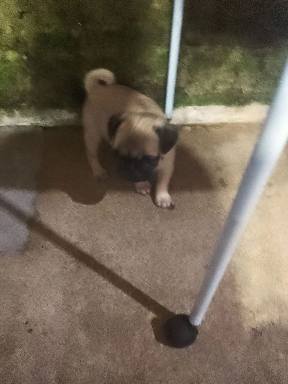 Pug fêmea filhote - Foto 2