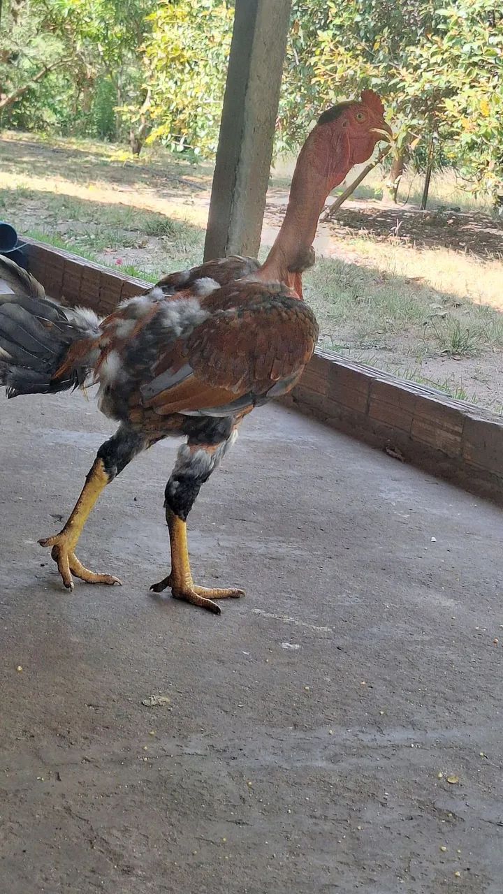 frango polaco índio  - Foto 3