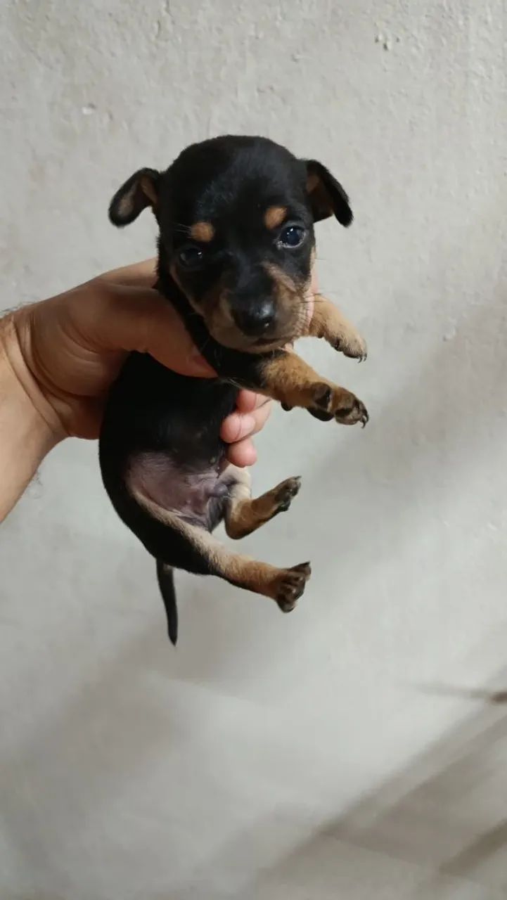 Vende se pinscher macho  - Foto 2