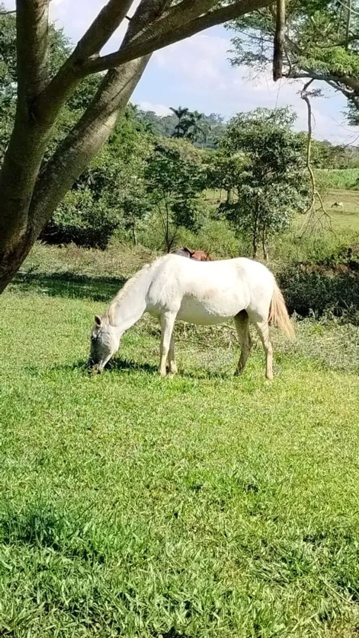 Vendo égua  - Foto 2