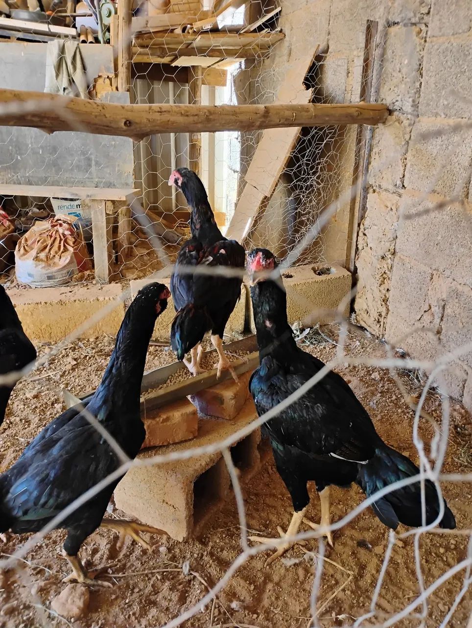 Frango e frango indio