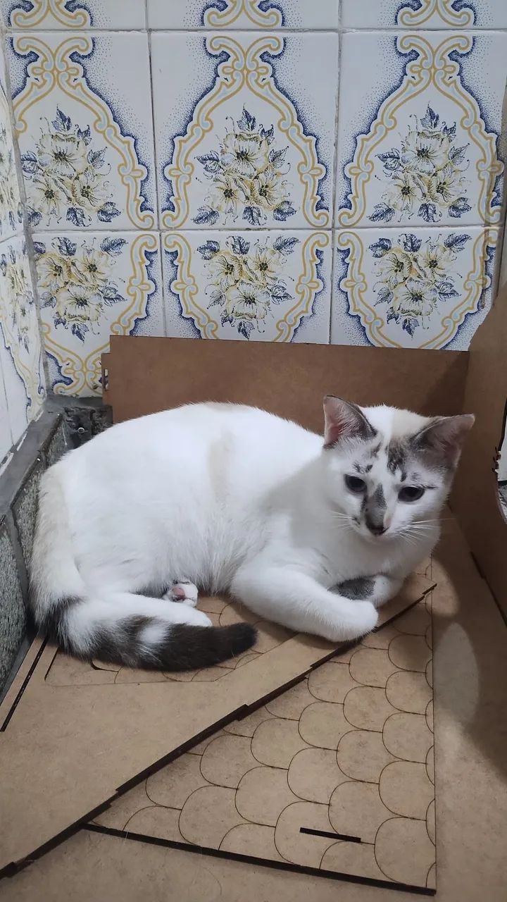 Gatinha dócil para adoção 