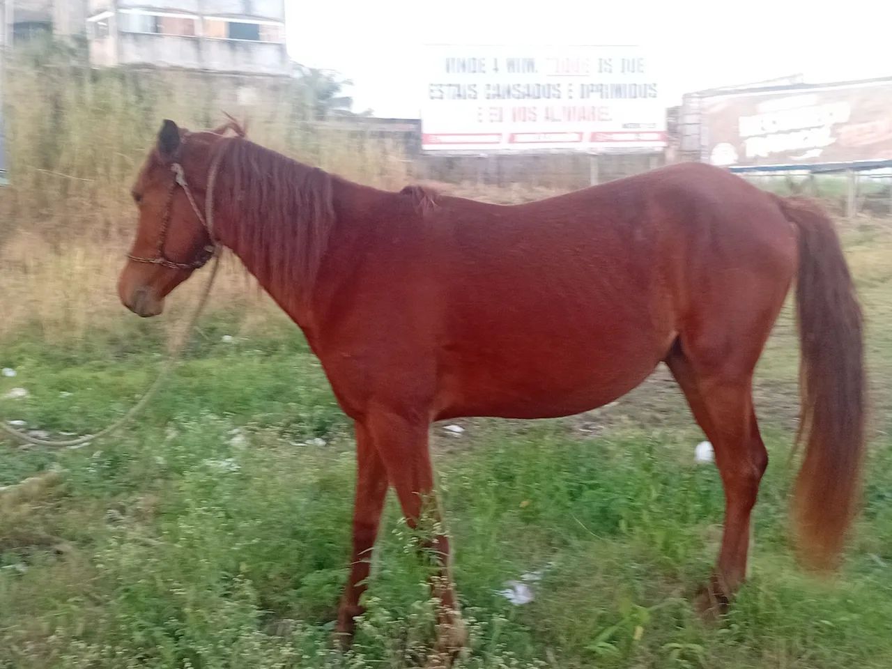 1 Potro e 1 Mula - Foto 3