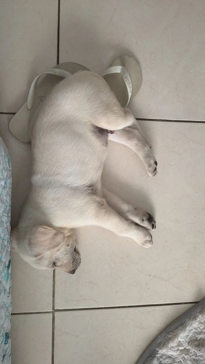 vendo filhote de Labrador Puro  - Foto 3