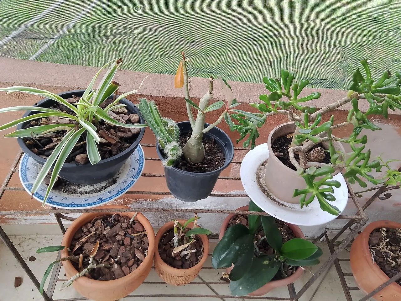 Plantas  - Foto 4
