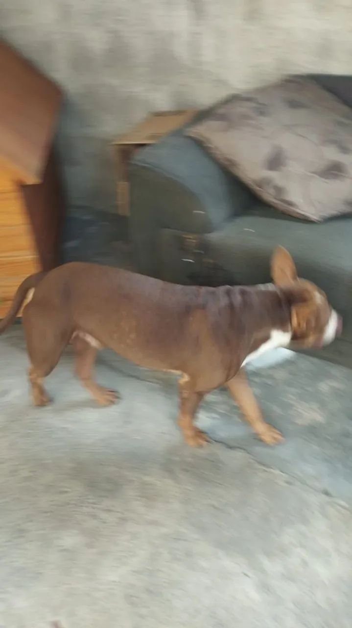 Doação Pitbull 