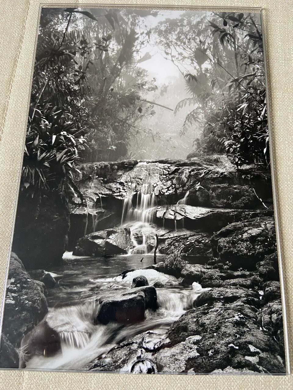 Fotografia Floresta de Altitude 2014 - Sebastião Salgado