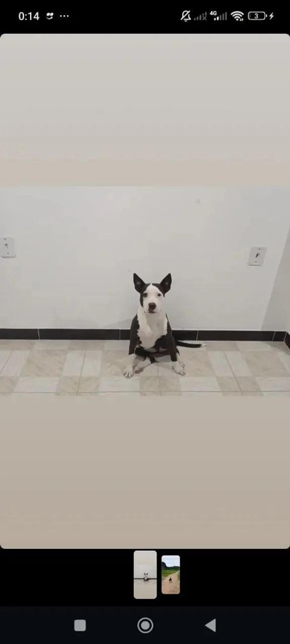 Pitbull 