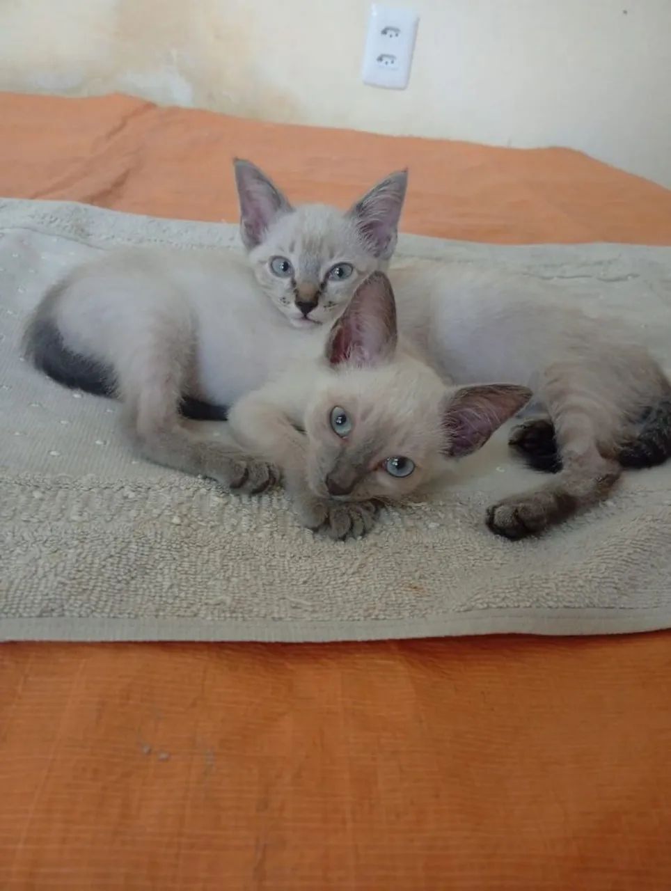 Gatinhos para adoção responsável *) - Foto 3
