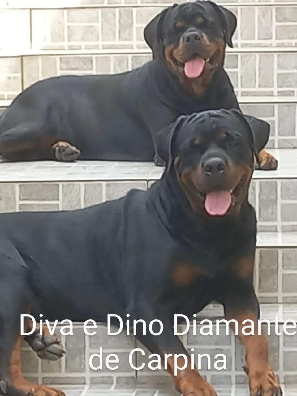 rottweiler  - Foto 5
