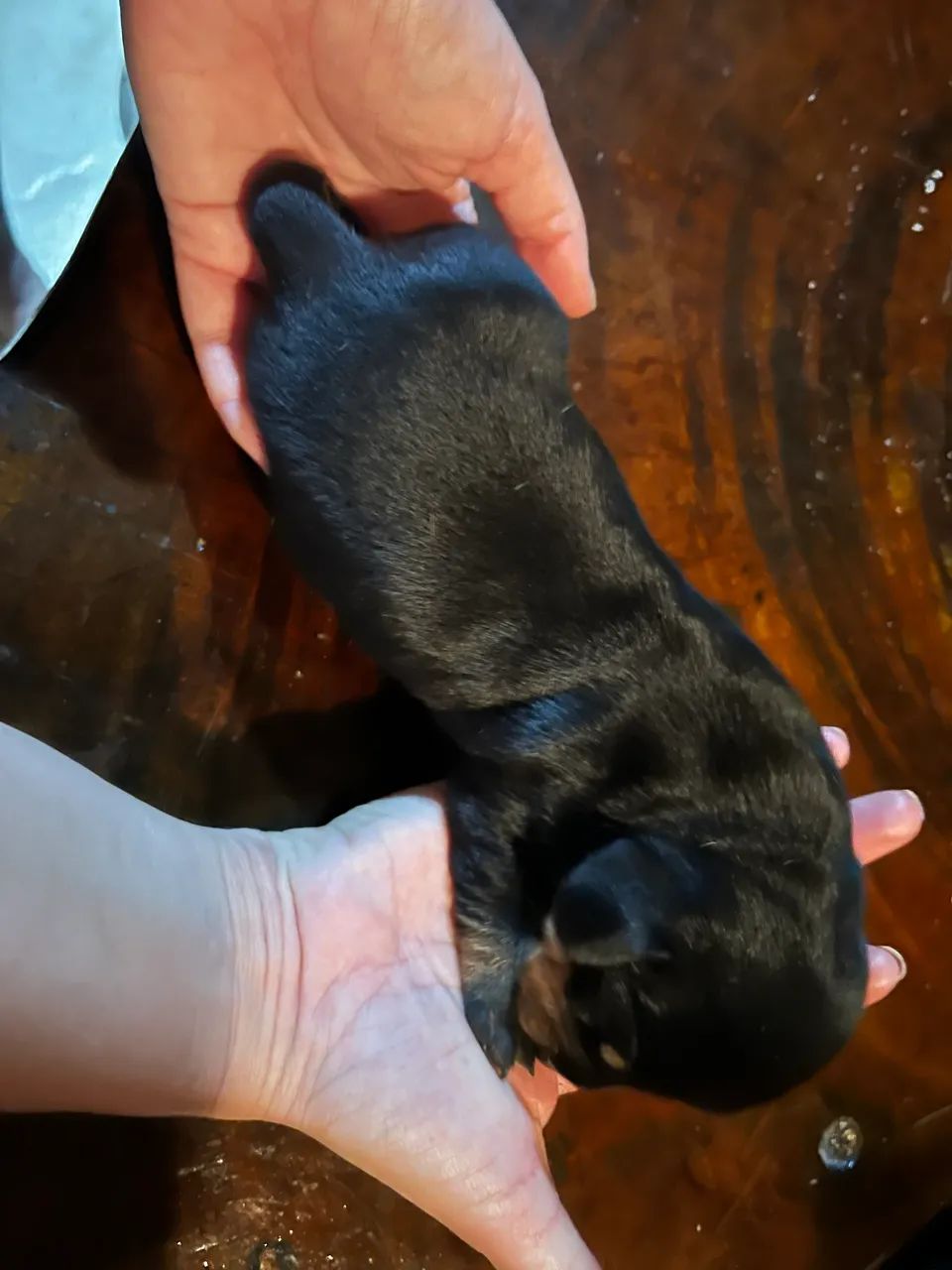 Filhote de cachorro Basset Dachshund - Foto 2