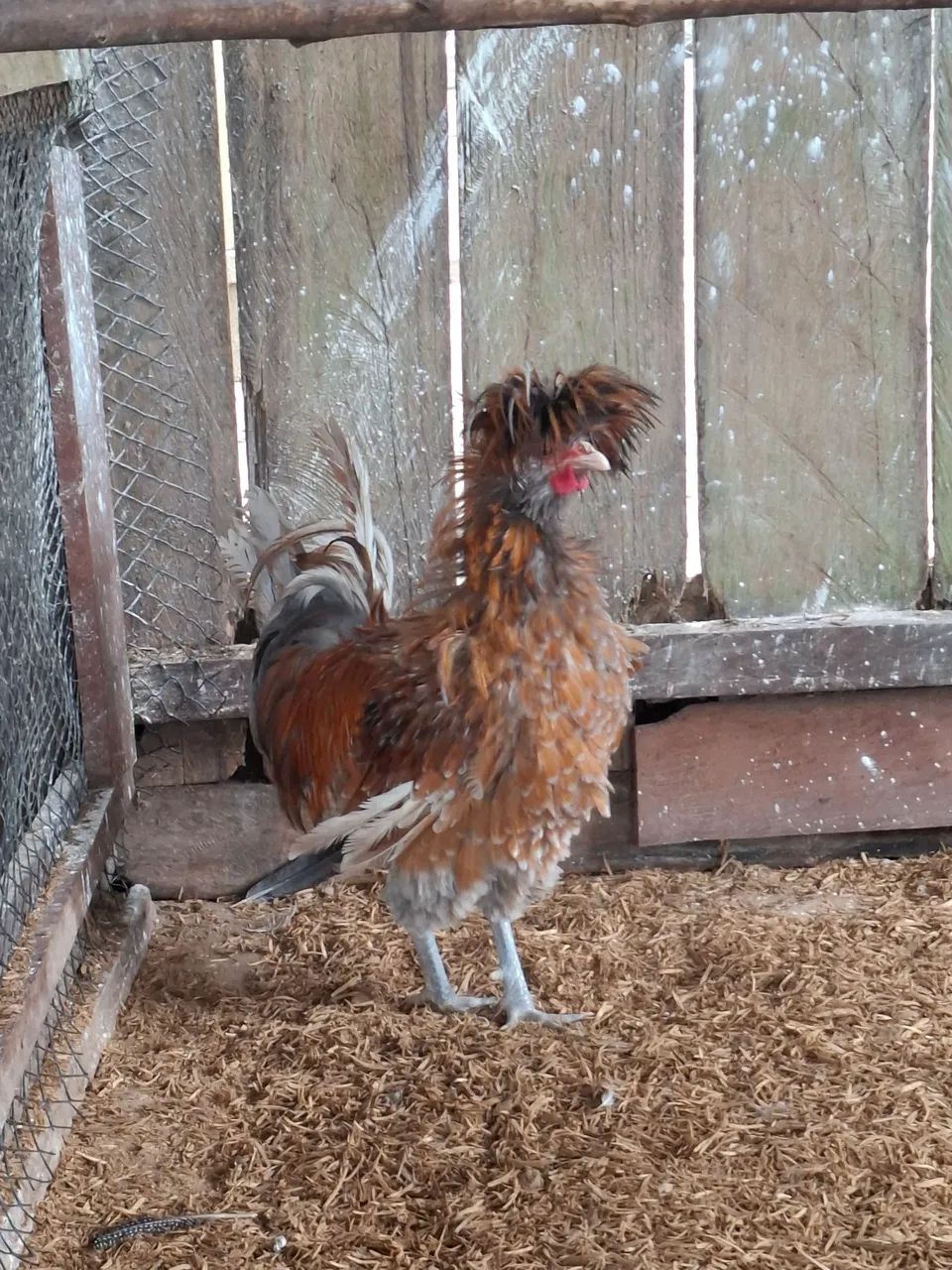 Galo polonês frisado   - Foto 4