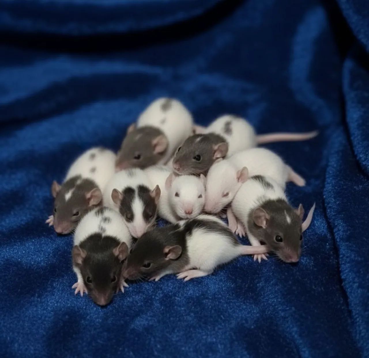 Filhotes de Rato twister 