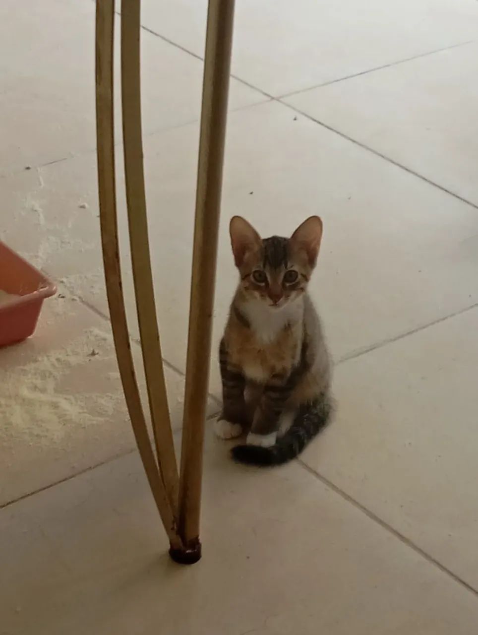 Gato para adoção  - Foto 2