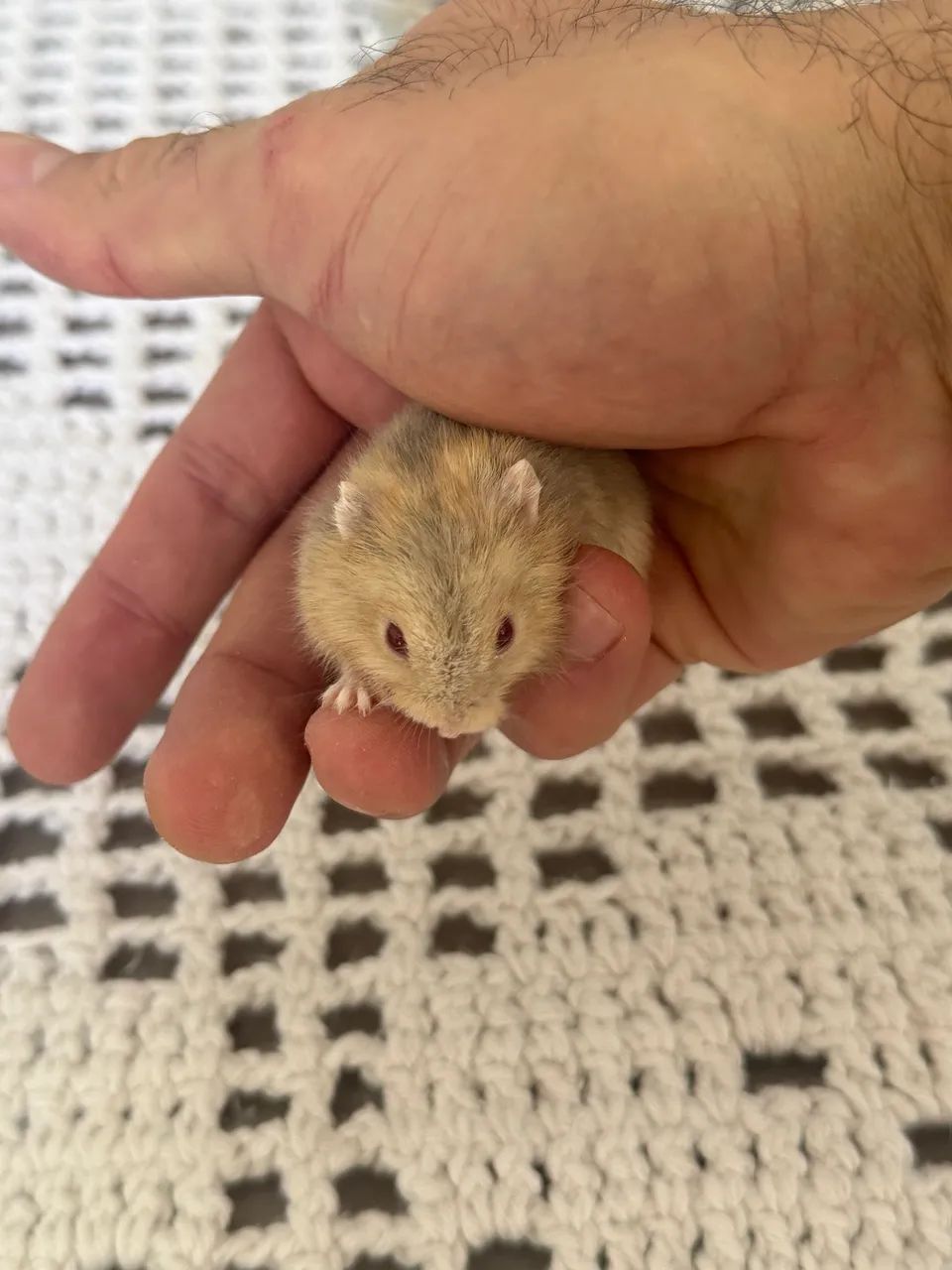 Filhote de Hamster Ana Russo - Foto 2