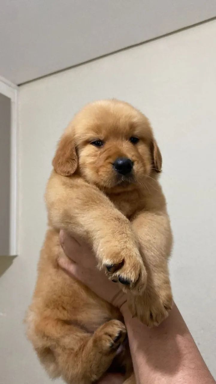 Golden Retriver macho lindo - Foto 3