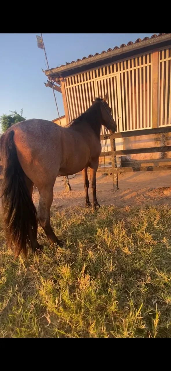 Cavalo - Foto 3