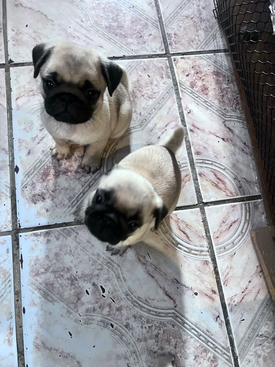 Animal - Foto 2