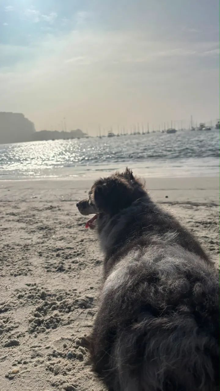 Pet - Foto 2