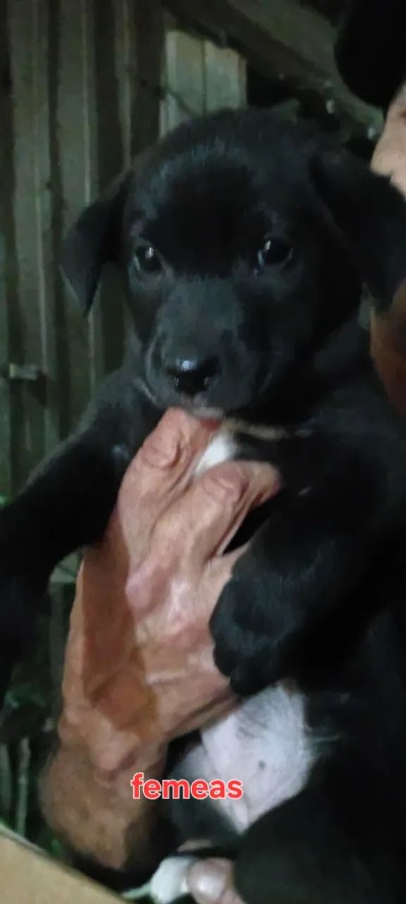 Doação de cães  sem raca definida . - Foto 2