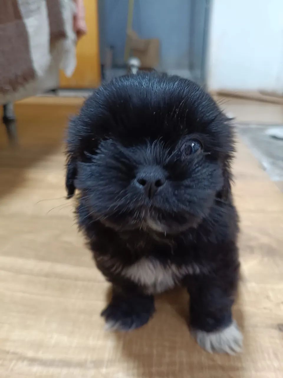 Shih tzu machinho.  - Foto 3