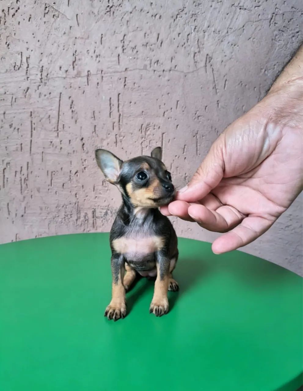 Pinscher 