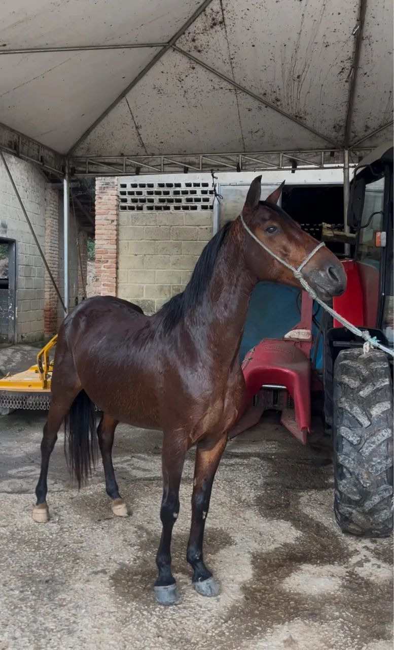 Vendo cavalo extra  - Foto 2
