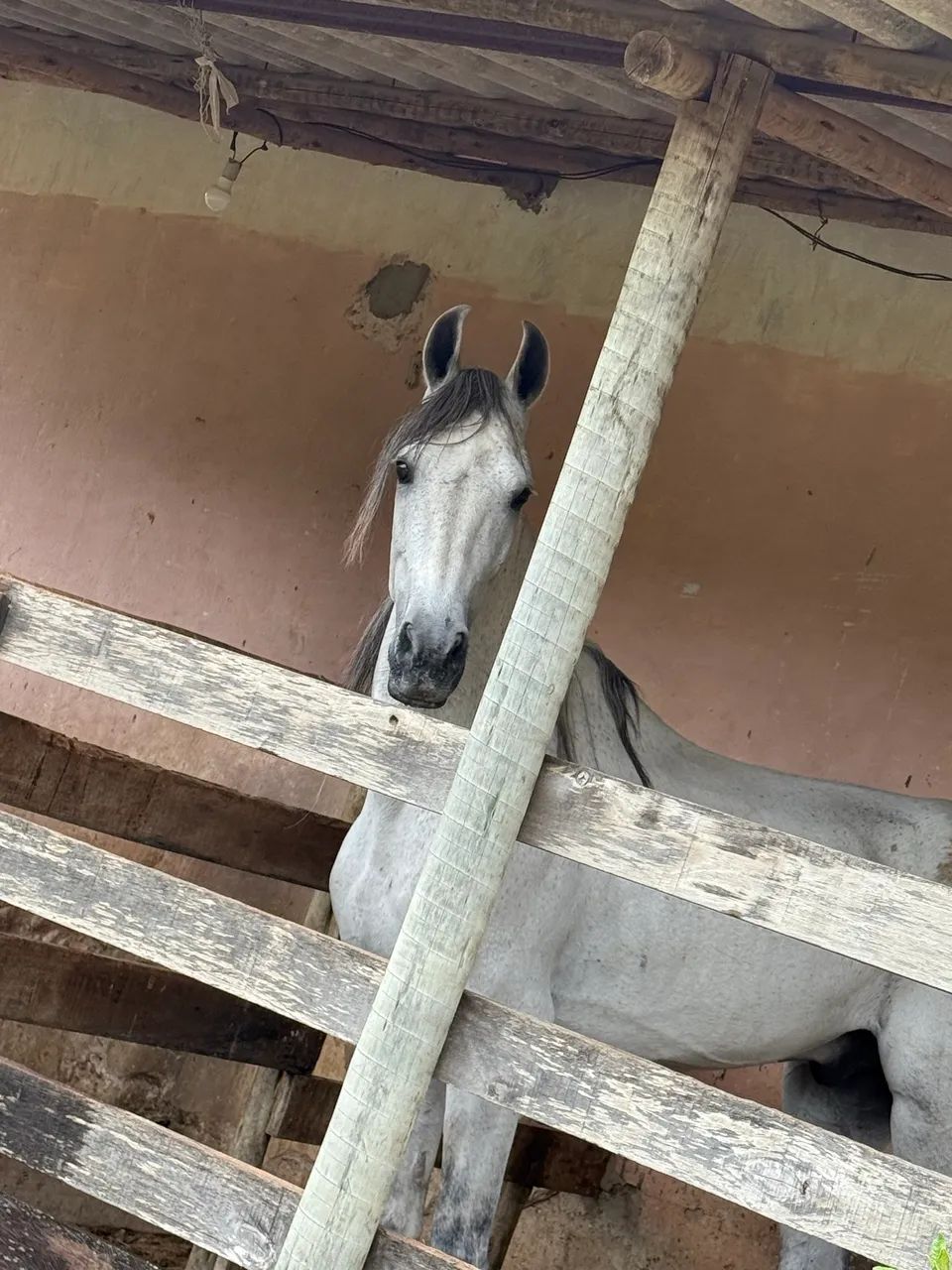 Vendo cavalo de marcha batida