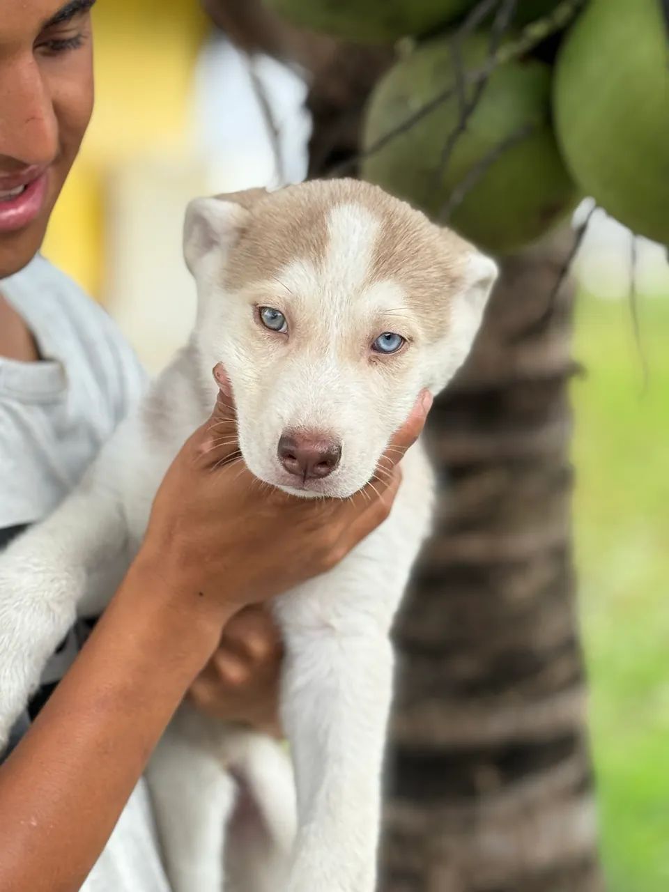 husky siberiano  - Foto 4