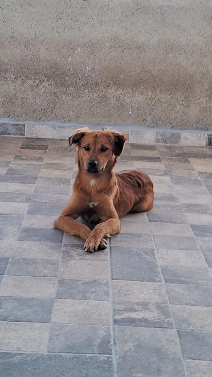 Cachorro  - Foto 3