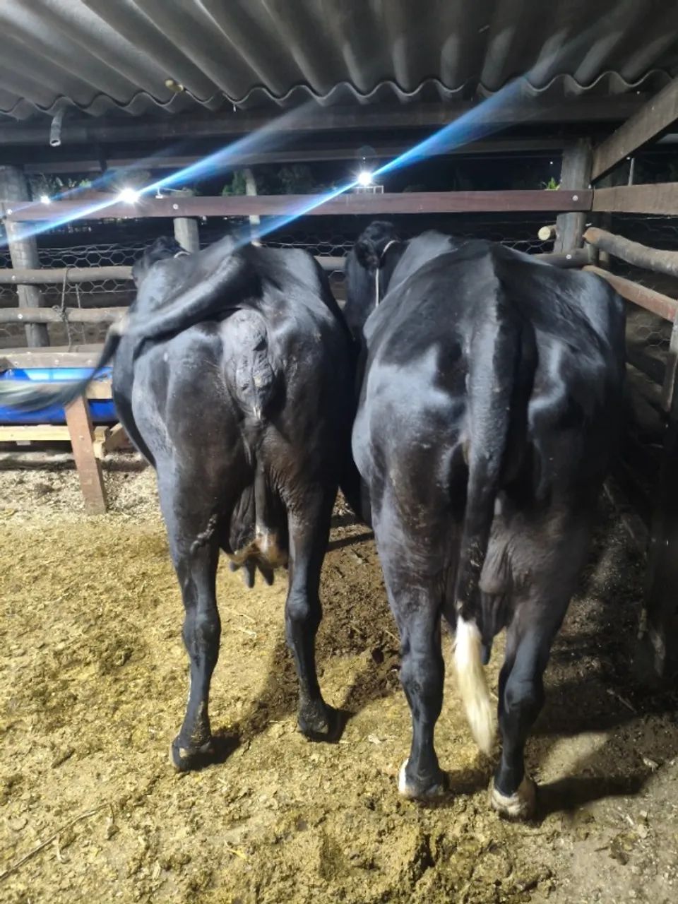 Vacas  - Foto 4