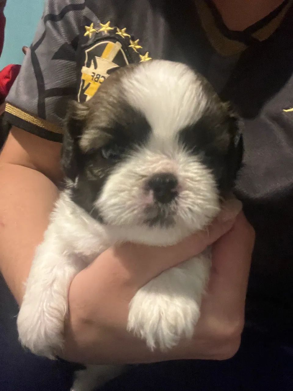 Cachorro  - Foto 2