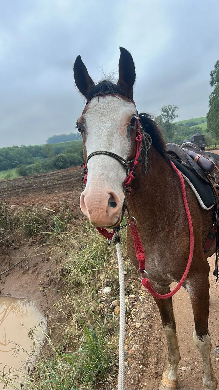 Cavalo marchador a venda  - Foto 4