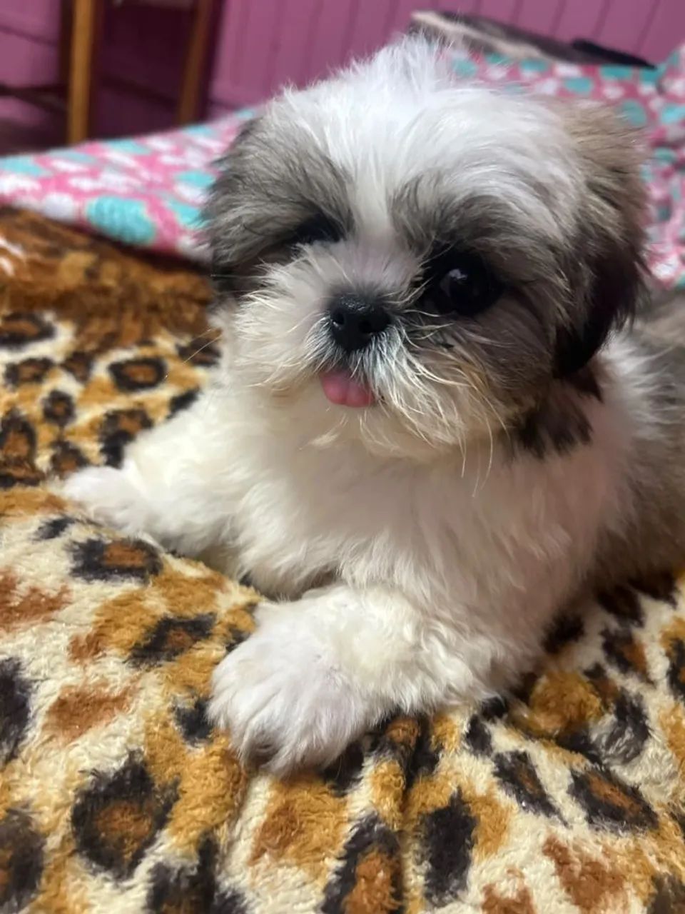 Shitzu mini - Foto 3