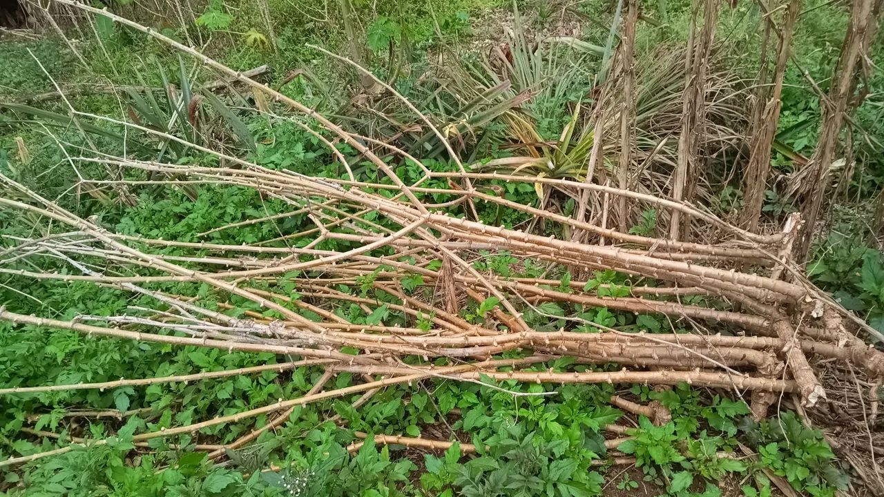 Rama de aipim  - Foto 3