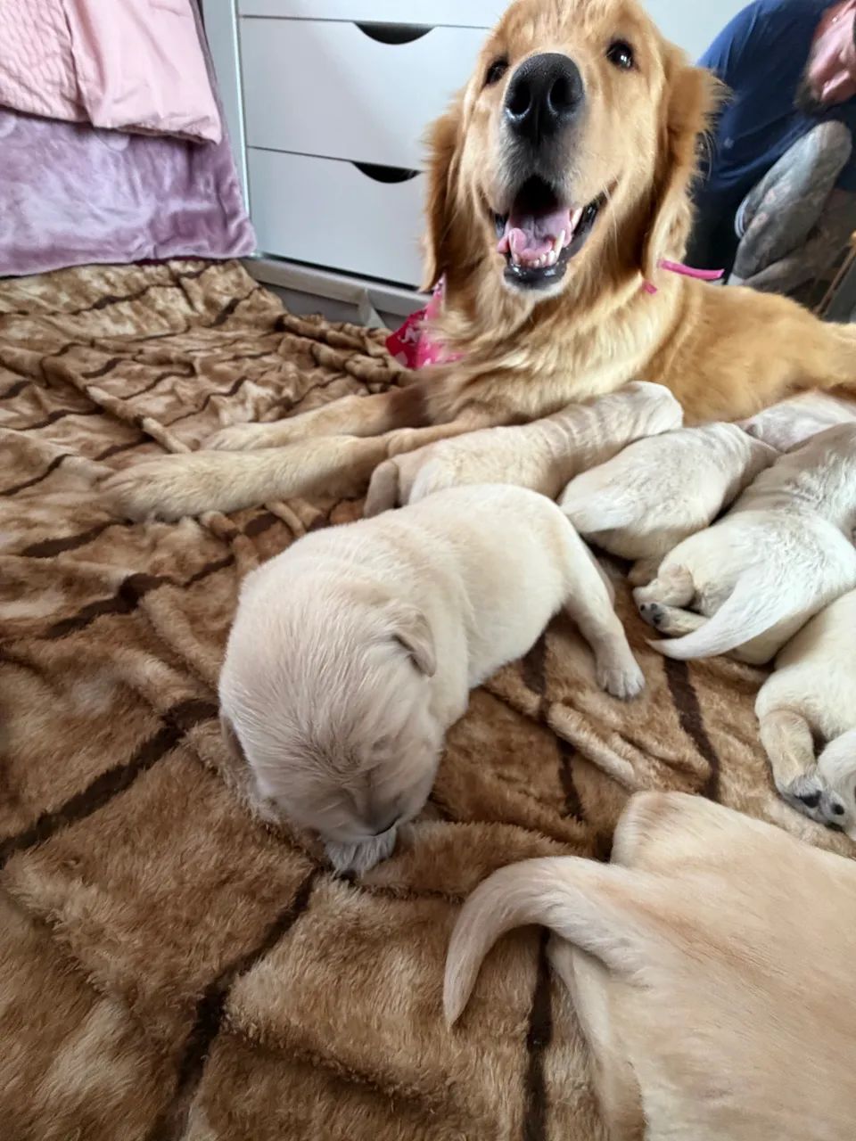 Filhotes de golden  - Foto 5
