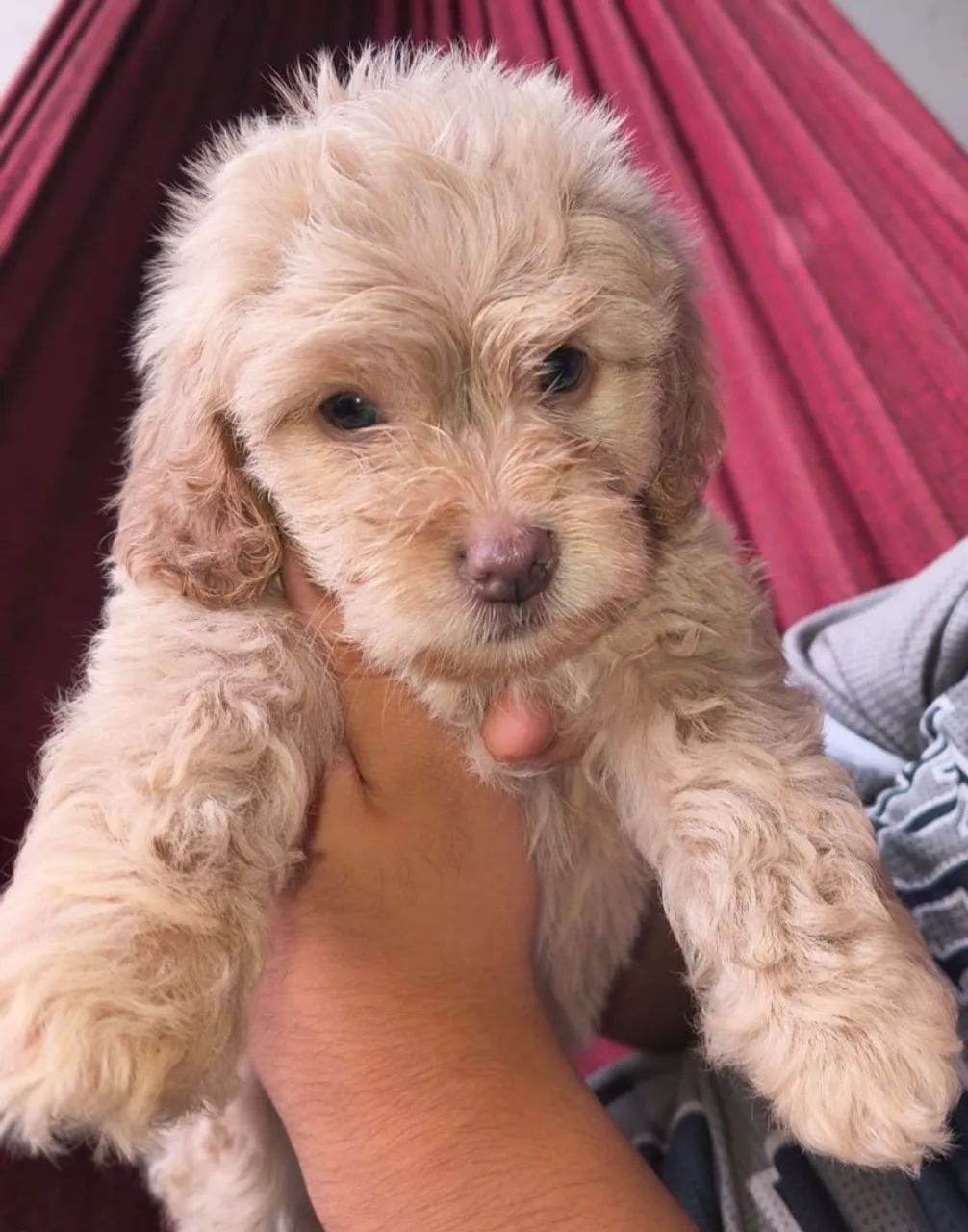 Filhotes de Poodle Toy - Foto 5