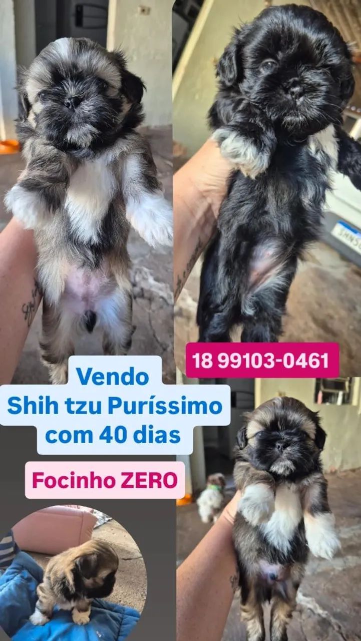 Shih tzu / Shitzu 