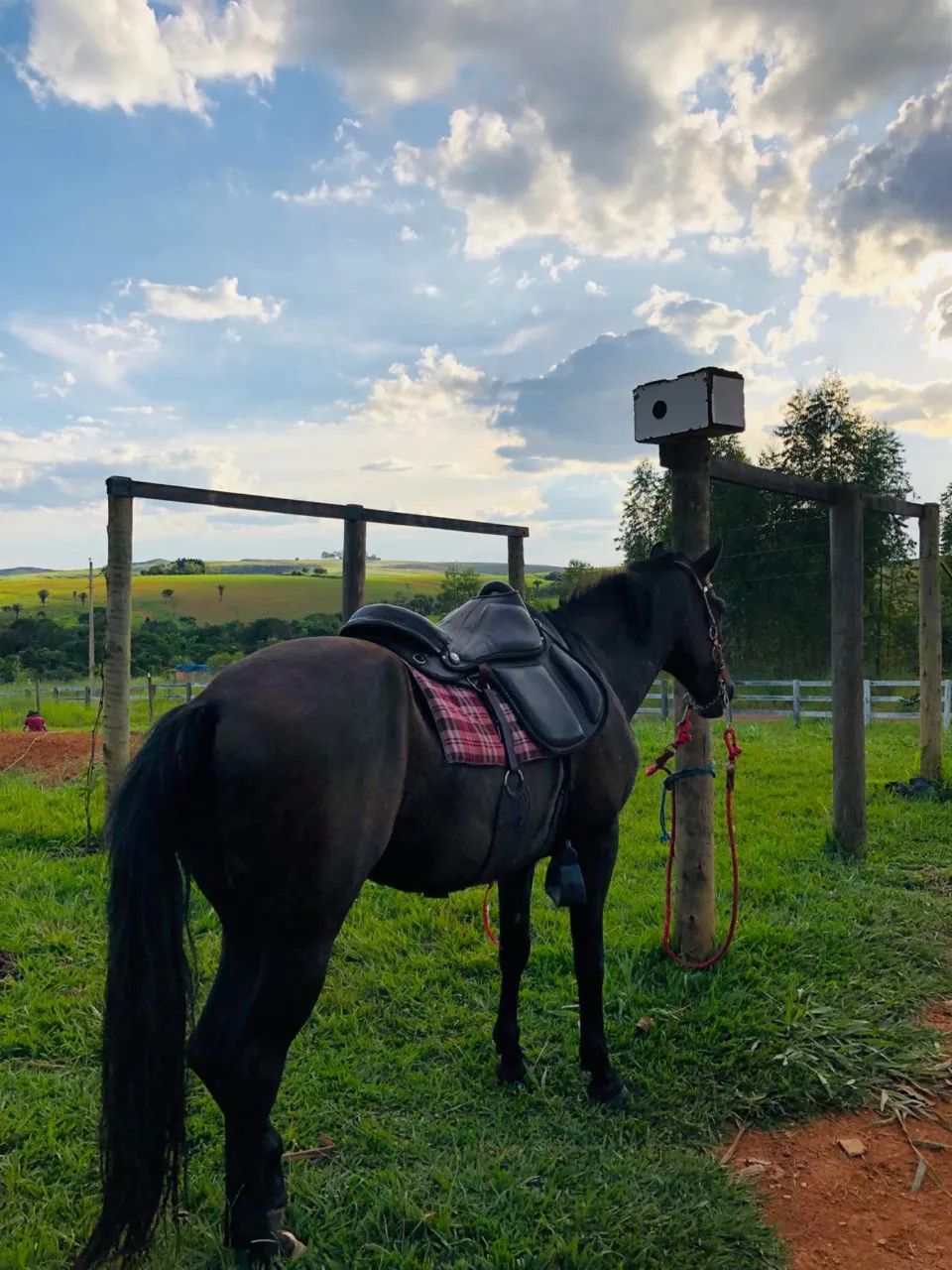 Cavalo manga larga castrado castanho escuro 