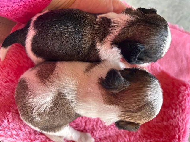 Filhotes shihtzu  - Foto 3