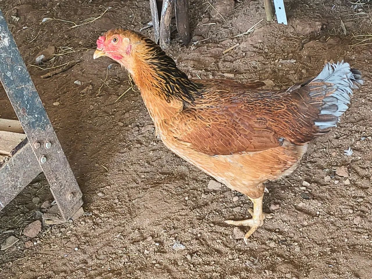 Galinha  - Foto 5