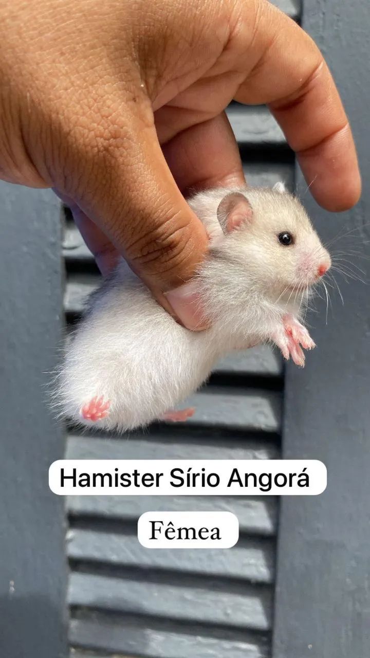 Hamister Sírio Angorá 