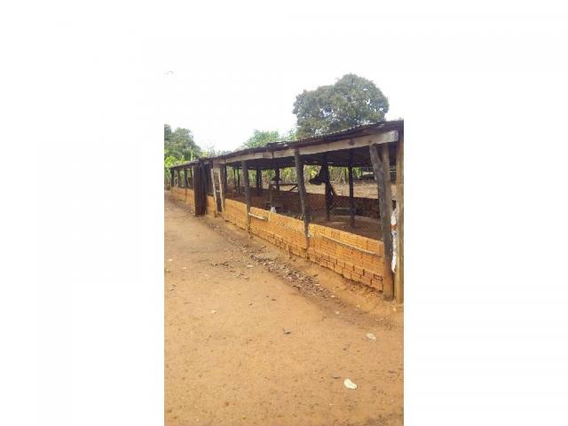 Chácara à venda em Zona rural, Pocone cod:20534 - Foto 4