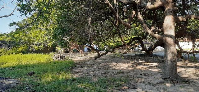 Belo Sítio em São José de Ribamar próximo ao Camino - Foto 18
