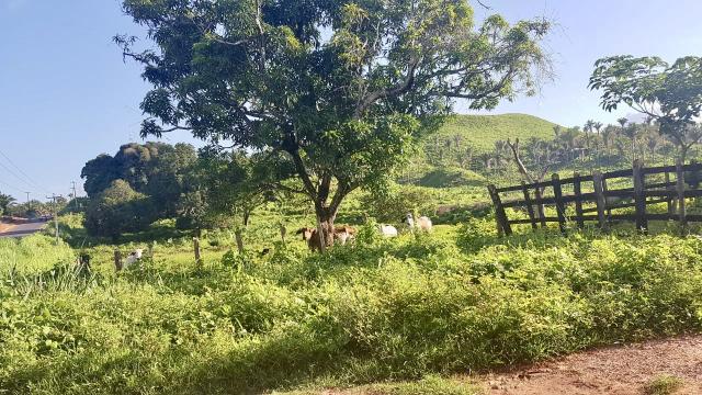 Fazenda com 430 hectares Proximo de Pedreiras - MA - Foto 10