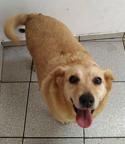 Cachorra carinhosa para adoção - Foto 2