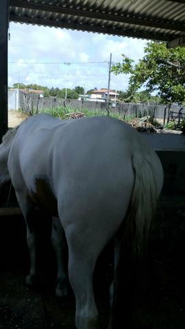 Vendo potro pampa sr, filho de cedro - Foto 3