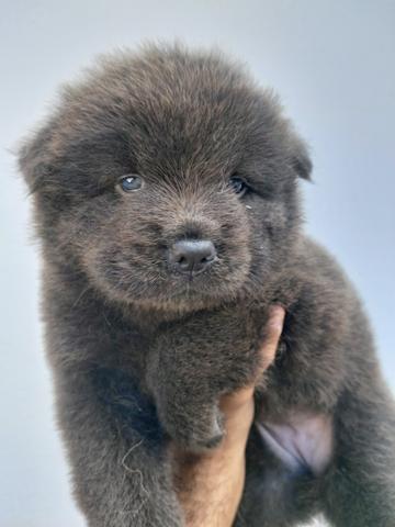 Lindos filhotes de chow chow - Foto 4