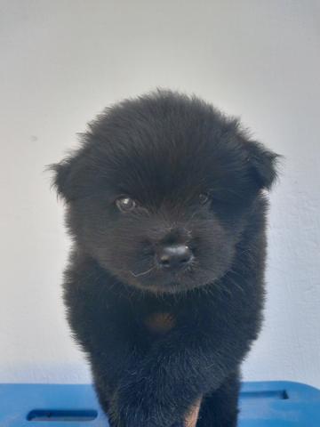 Lindos filhotes de chow chow - Foto 2